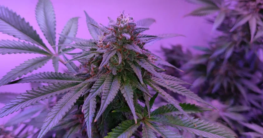 The Green Revolution: Inside 420 Magazine